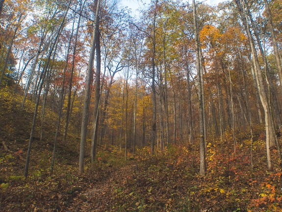 Autumn in the Daniel Boone