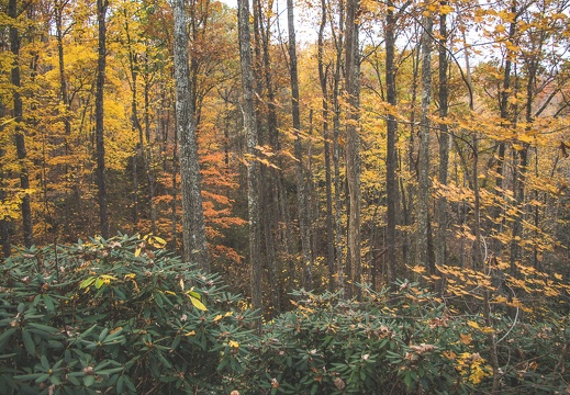 Autumn in the Daniel Boone