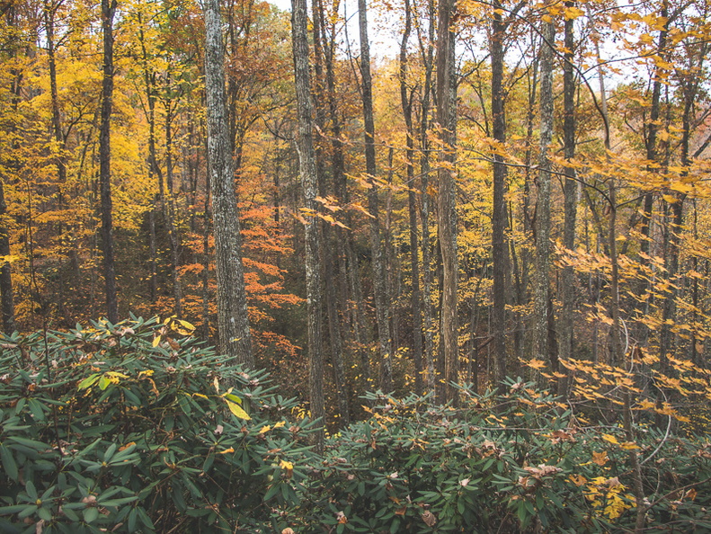 Autumn in the Daniel Boone