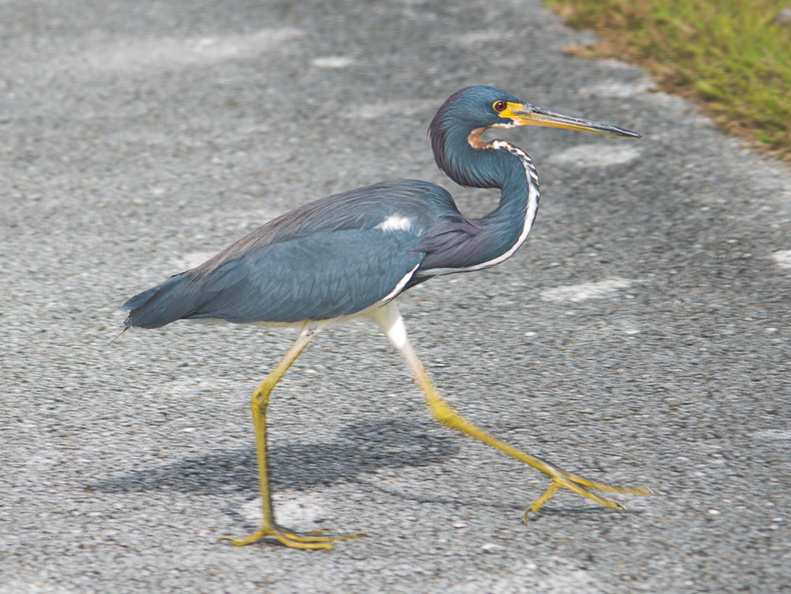 Everglades National Park