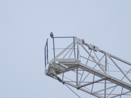 Female's perch