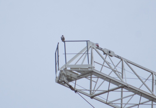 Female's perch