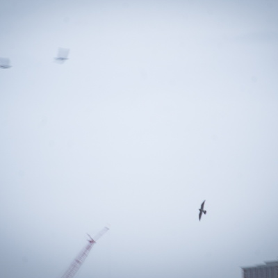 Peregrine Falcons in Lexington