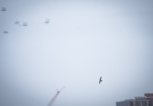 Peregrine Falcons in Lexington