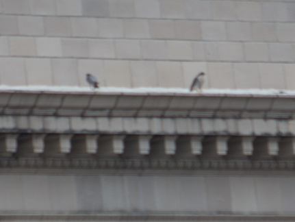 Male has bird carcass waiting