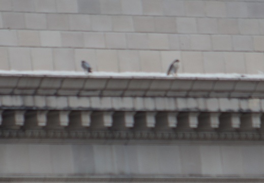 Male has bird carcass waiting