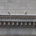Male has bird carcass waiting