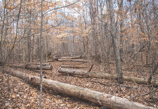 Pilot Knob trail