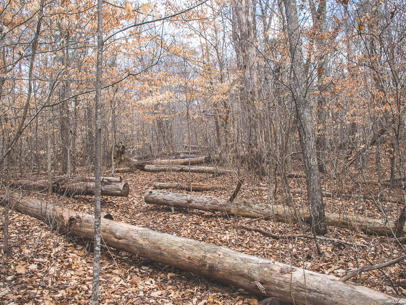 Pilot Knob trail