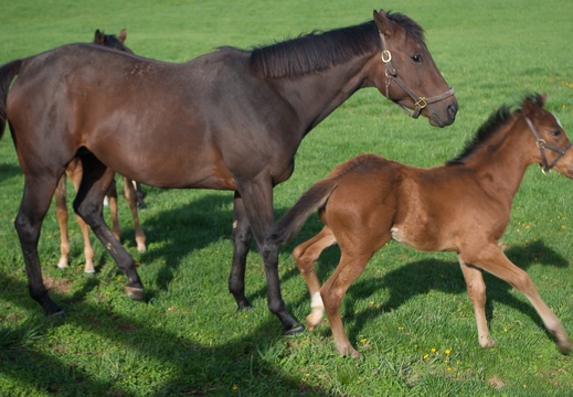 Foaling farm