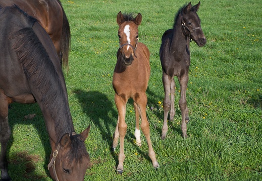 Foaling farm