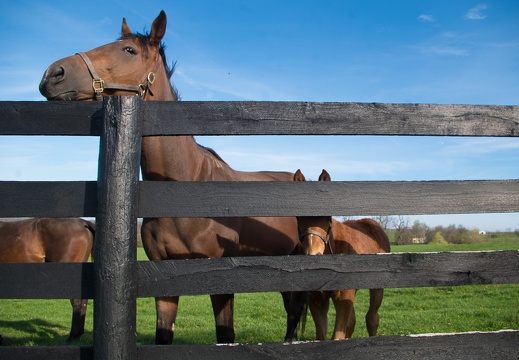 Foaling farm