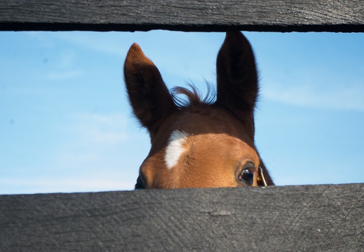 Foaling farm