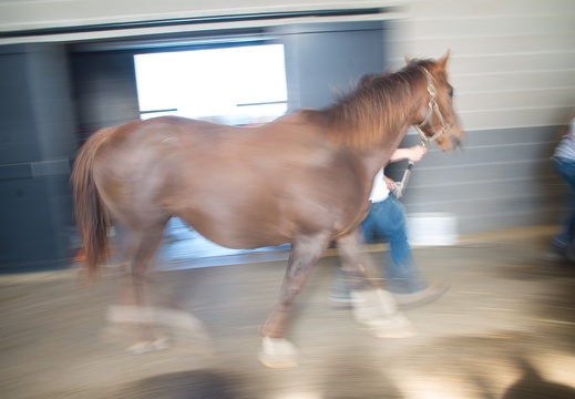 Foaling farm