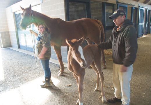 Foaling farm
