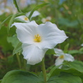 Trillium majesty in unending blossoms on hillside