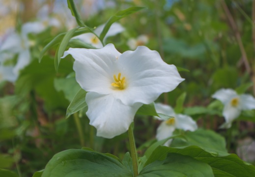 Spring Wildflowers along the Red River