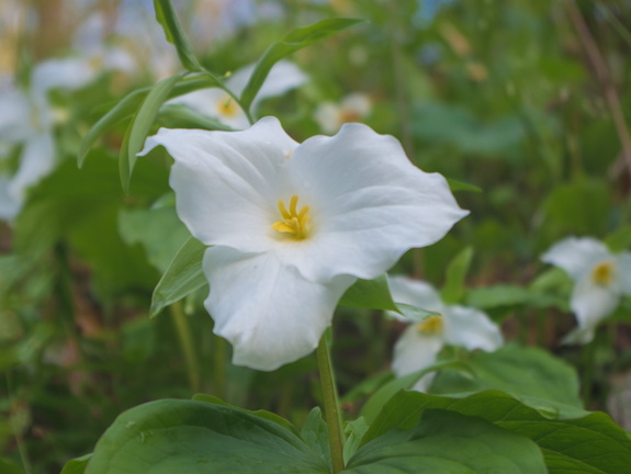 Trillium majesty in unending blossoms on hillside