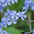 Blue Phlox