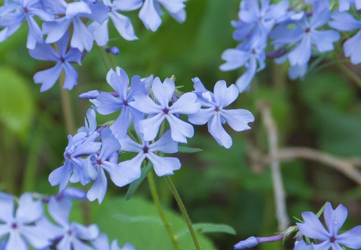 Blue Phlox