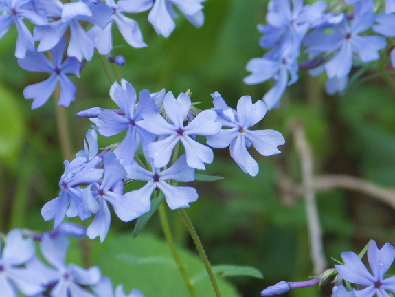 Blue Phlox