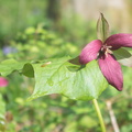 Purple Trillium