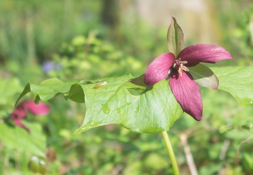 Purple Trillium