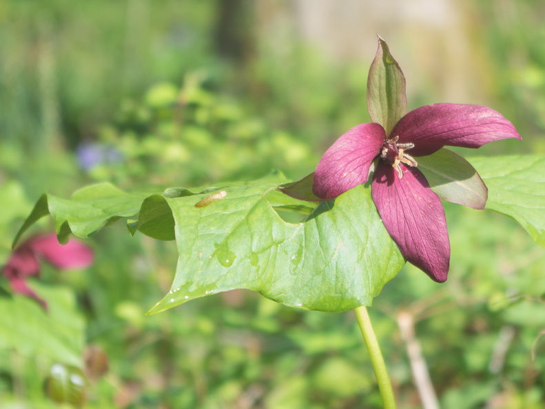 Purple Trillium