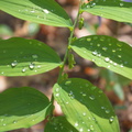 Solomon's seal