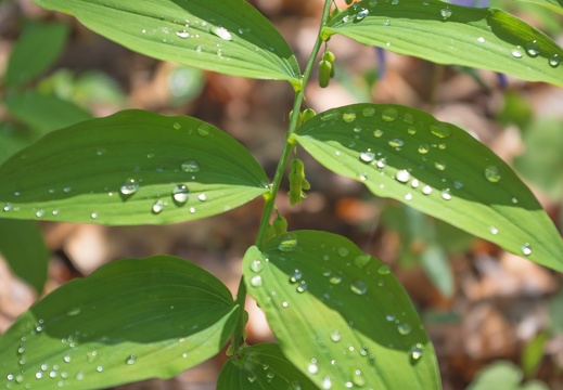 Solomon's seal