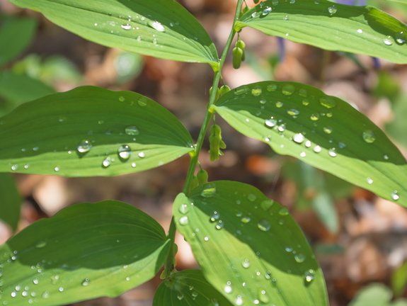 Solomon's seal