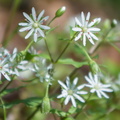 Star Chickweed