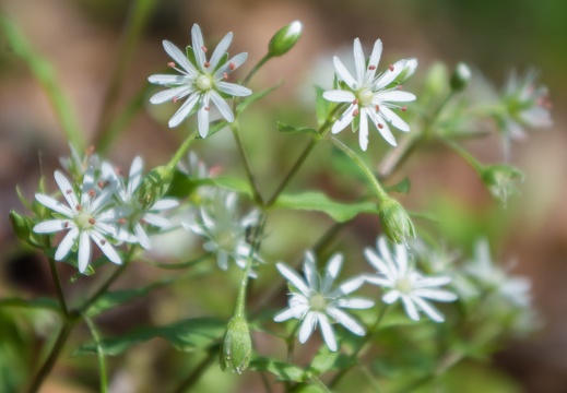 Star Chickweed