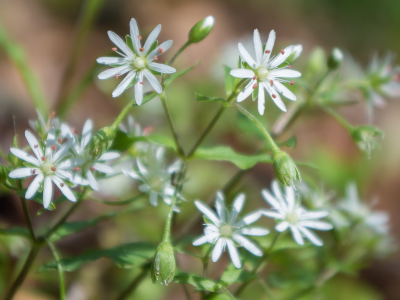 Star Chickweed