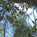 Deciduous canopy