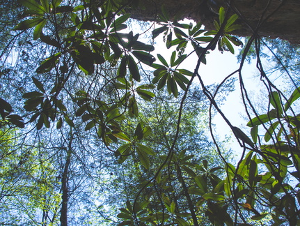 Deciduous canopy