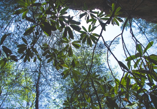 Deciduous canopy