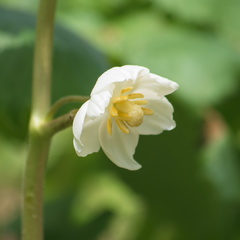 mayapple blossom