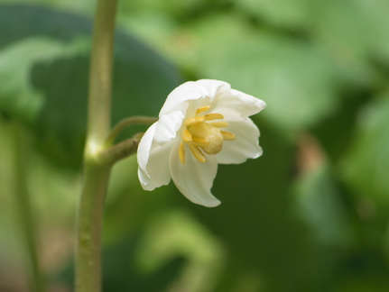 mayapple blossom