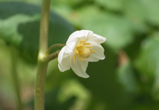 mayapple blossom