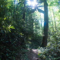 Swift Camp Creek