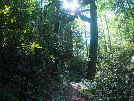 Swift Camp Creek