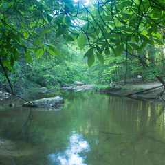 Swift Camp Creek