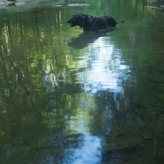 Swift Camp Creek