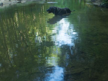 Swift Camp Creek