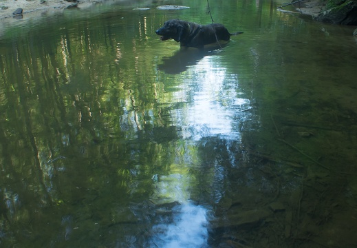 Swift Camp Creek