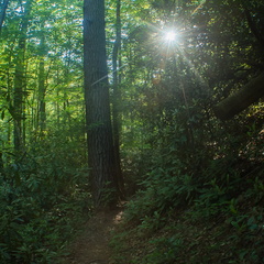 Swift Camp Creek