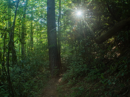 Swift Camp Creek