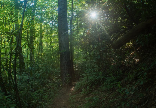 Swift Camp Creek, Memorial Weekend Trails