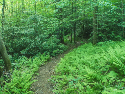 Swift Camp Creek